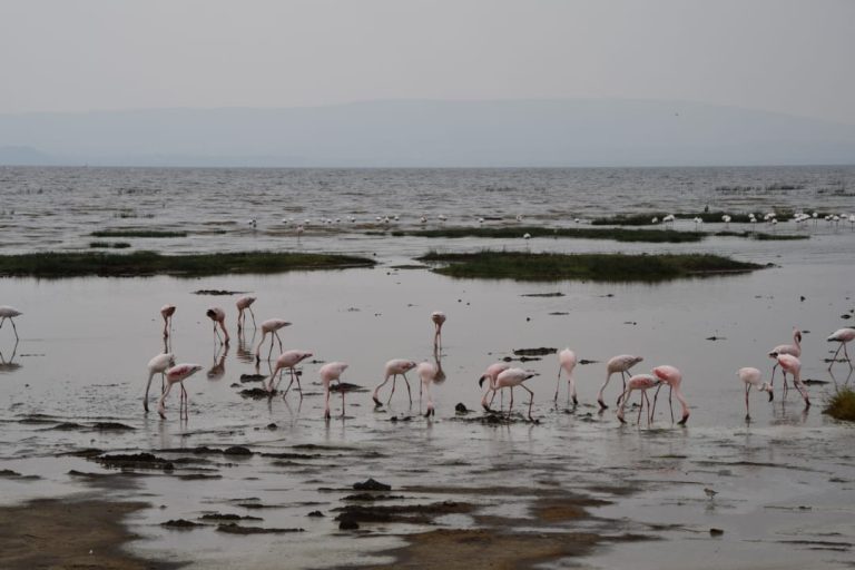 Lake Bogoria