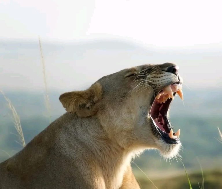 Kenya Safaris
