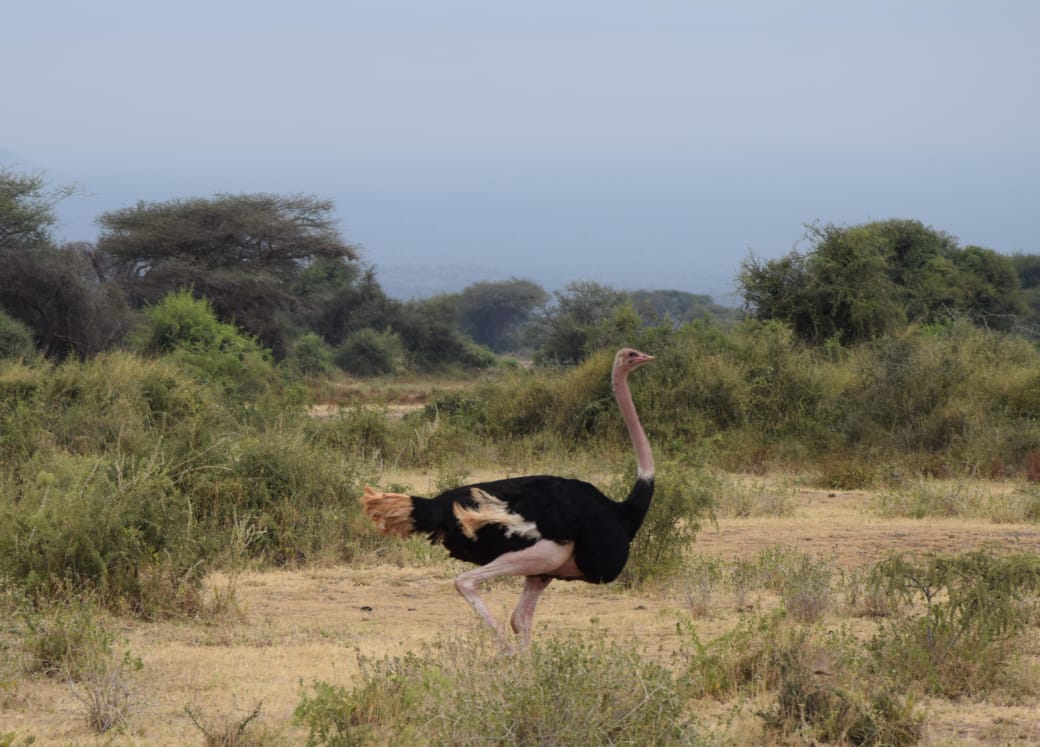 Lake Bogoria