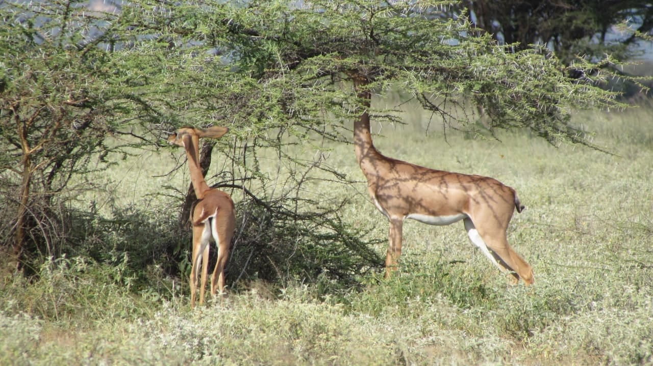 Tanzania Safari