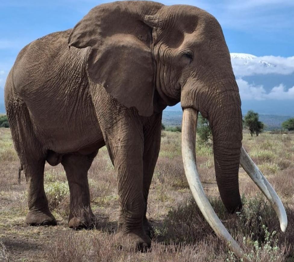 East Africa Safari