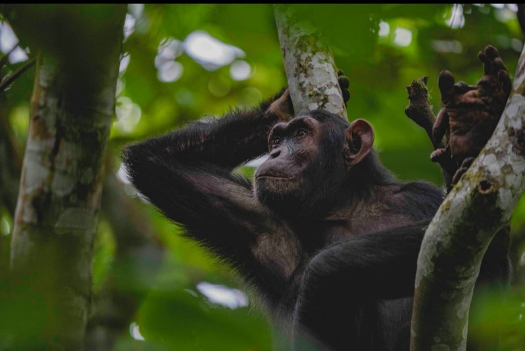 Uganda and Rwanda Safari