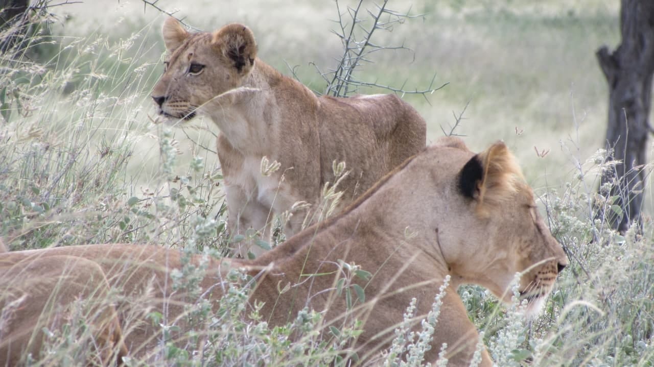 African Safari in Kenya and Tanzania