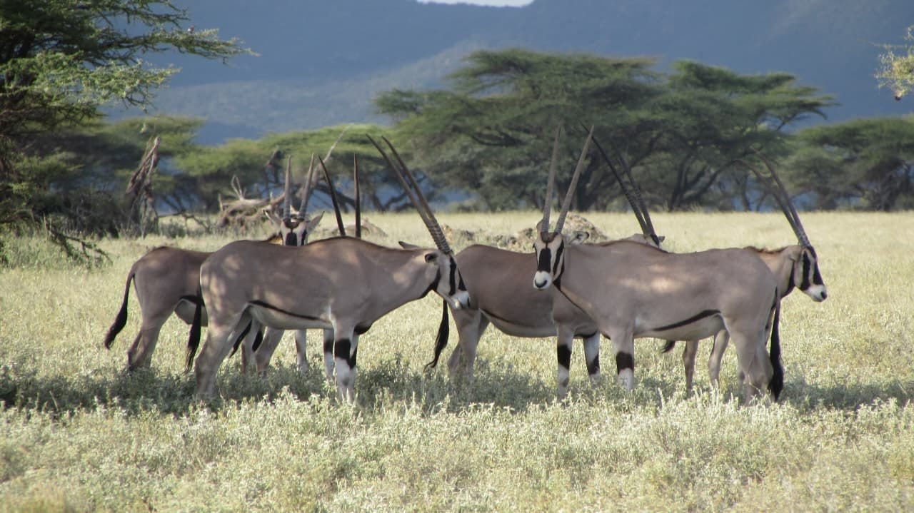 Tanzania Safari