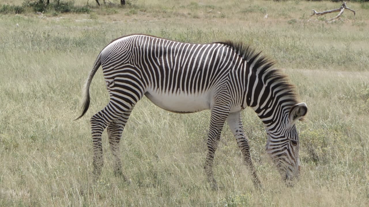 Tanzania Safari and Zanzibar Holiday