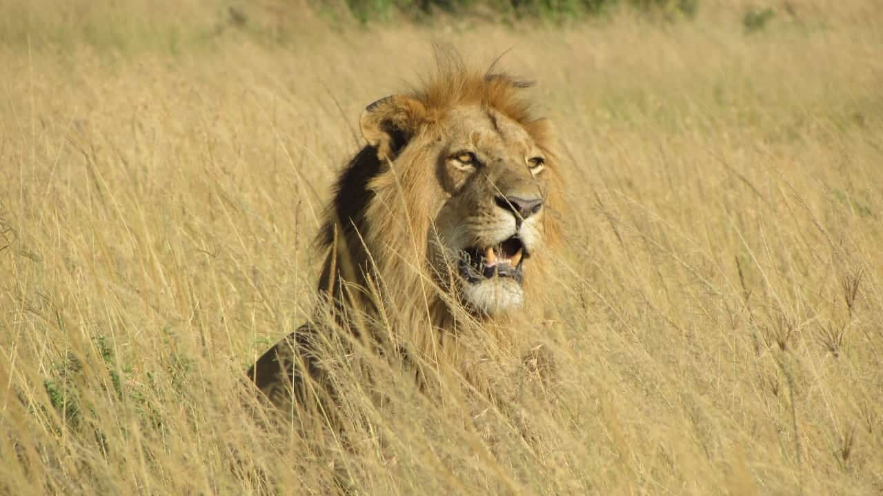 13-Day Safari in Kenya and Tanzania