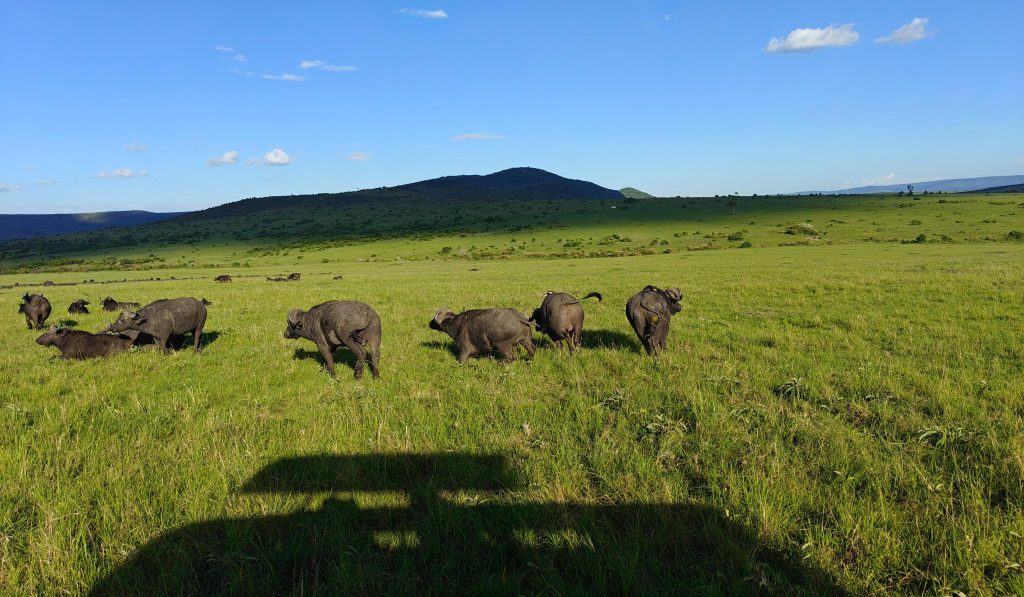 Kenya Lodge Safari