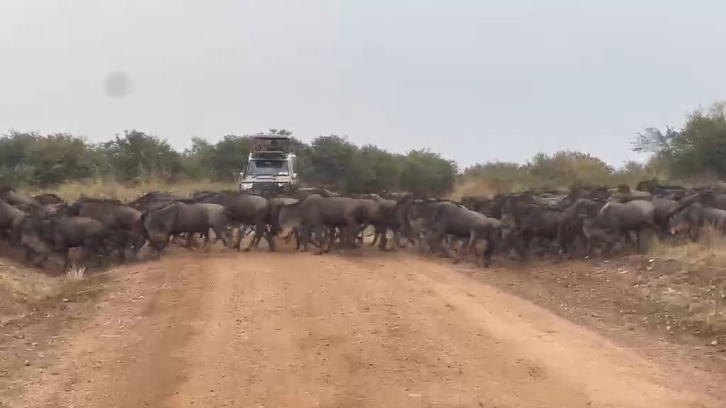 Wildebeest Migration