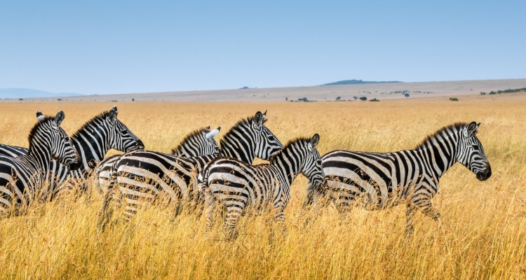 Wild Safari