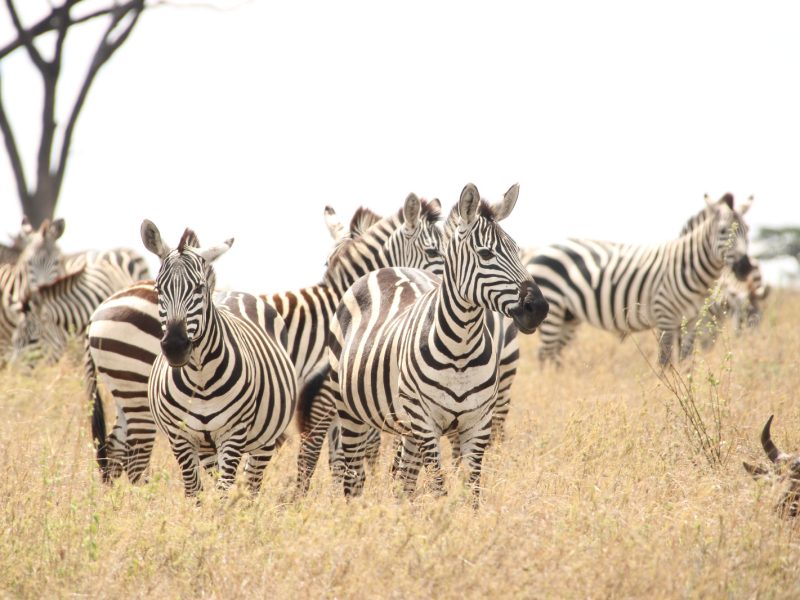 2-Day Tanzania Safari Serval Wildlife | Best Eco tour
