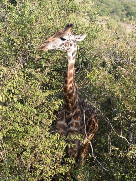 MASAIMARA MASAIMARA