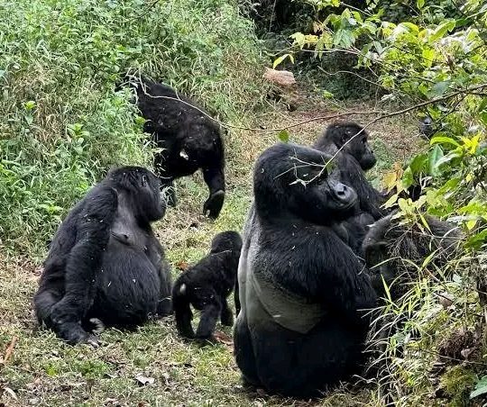Gorilla Trekking