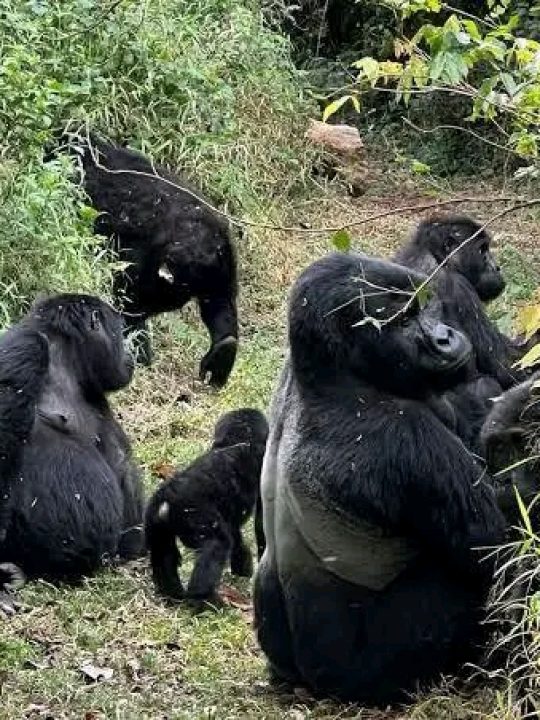 Gorilla Trekking Gorilla Trekking