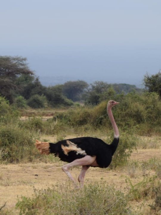 Lake Bogoria