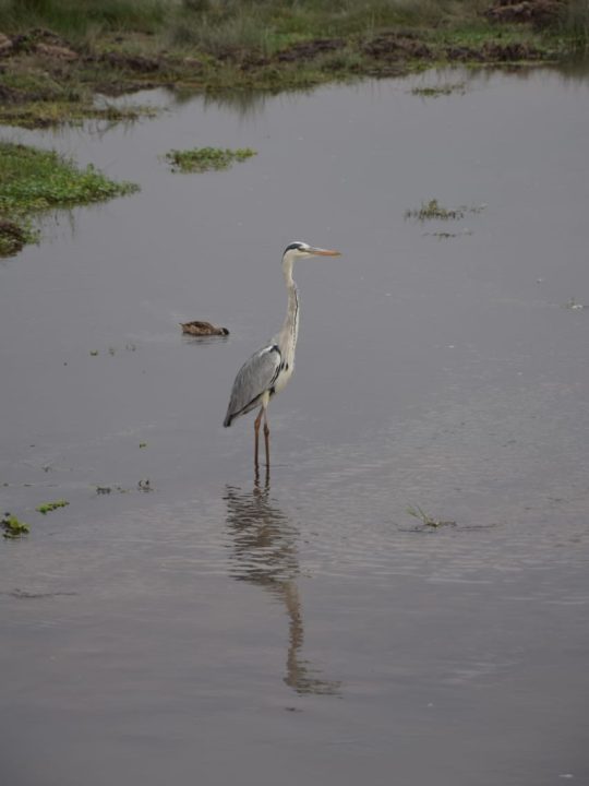 amboseli2 amboseli2