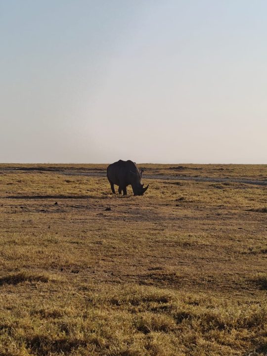 Ol Pejeta Ol Pejeta